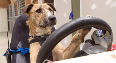 Câini dresaţi conduc un automobil fără ajutor din exterior - Photo