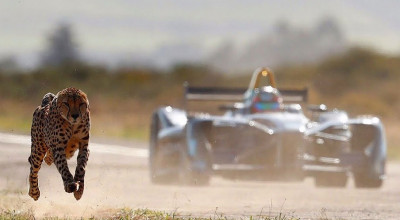Formula E versus un ghepard. Ambii accelerează de la 0-100 km/h în 3 secunde, dar cine va ajunge primul la finiş? - Photo