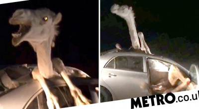 VIDEO: În urma impactului cu mașina, o biată cămilă a rămas blocată în automobil și cu capul afară! - Photo