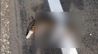 Moldova: Marcaj aplicat peste o pisică moartă - Photo