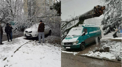 Atenție șoferi! După prima ninsoare, mai mulți copaci au căzut peste mașinile parcate - Photo