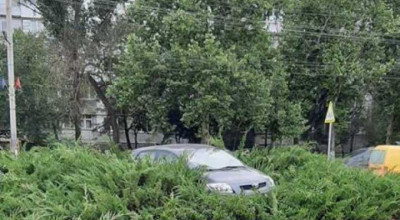 Atunci când nu ai loc de parcare dar nici bun simț, parchezi în tufiș! Martorii declară că șoferul era beat Atunci când nu ai loc de parcare dar nici bun simț, parchezi în tufiș! Martorii declară că șoferul era beat - Photo