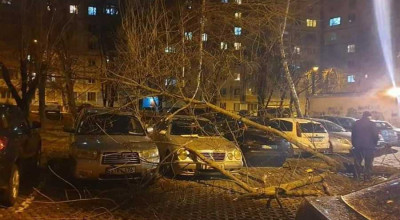 COD GALBEN! Dacă ați parcat sub copaci aveți motiv de îngrijorare - Photo