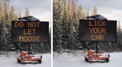 CANADA: Nu lăsați cerbii să vă lingă mașinile! (VIDEO) - Photo