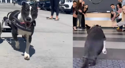 Gest impresionant de la Mercedes! Au construit un „cărucior” dedicat unui câine cu dizabilități! - Photo