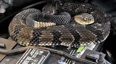 Șarpe cu clopoței, găsit într-un automobil adus din SUA. Cum a supraviețuit câteva luni pe drum? - Photo